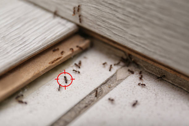 Best Residential Pest Control  in Casa Blanca, AZ