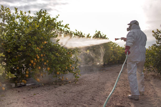 Best Pest Control Near Me  in Casa Blanca, AZ