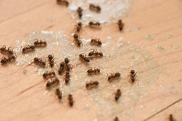 Pest Control Cost in Casa Blanca, AZ