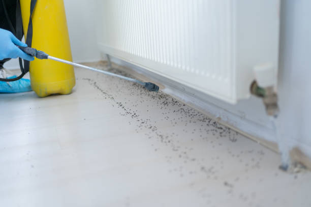 Best Emergency Pest Control  in Casa Blanca, AZ